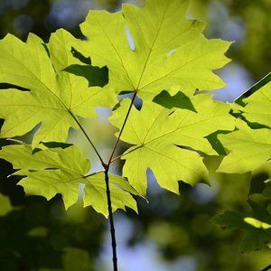 Meet your Posher, Nomi